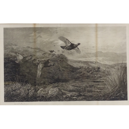 1115 - Archibald Thorburn, engraving, game birds, signed in pencil with blind stamp, image size 13