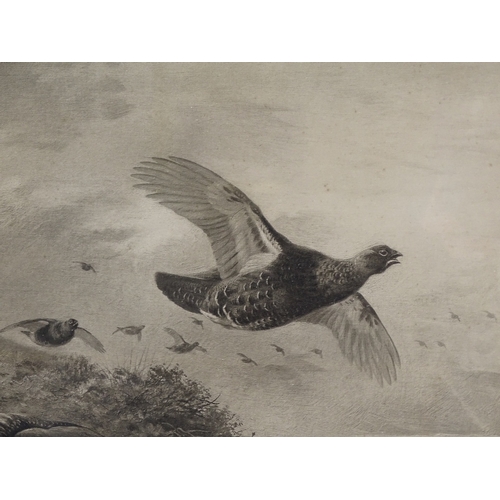 1115 - Archibald Thorburn, engraving, game birds, signed in pencil with blind stamp, image size 13