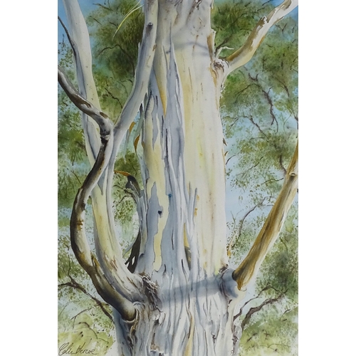 1162 - Colin Vercoe, watercolour, tree trunk Gunns Plains Studio, 1985, 24