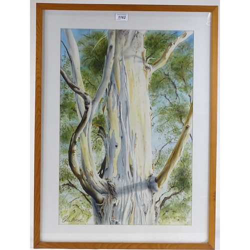 1162 - Colin Vercoe, watercolour, tree trunk Gunns Plains Studio, 1985, 24