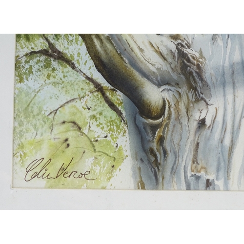 1162 - Colin Vercoe, watercolour, tree trunk Gunns Plains Studio, 1985, 24