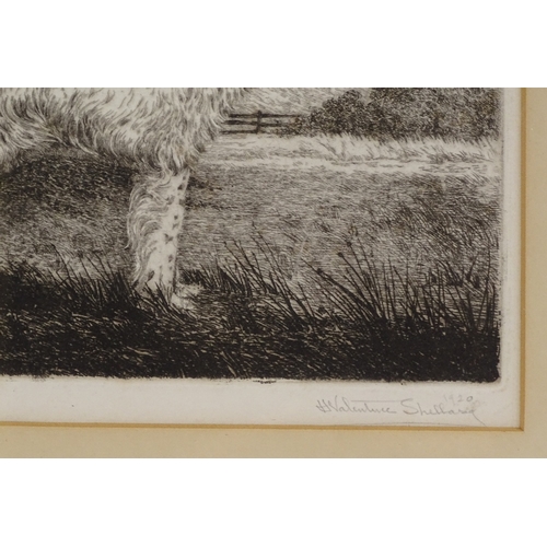 1186 - H Valentine Shellard, etching, study of a Pointer, signed in pencil, plate size 7