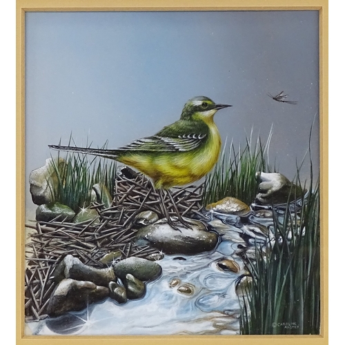 1193 - Caroline Anstey, gouache, yellow wagtail, 5.5