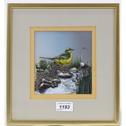 1193 - Caroline Anstey, gouache, yellow wagtail, 5.5