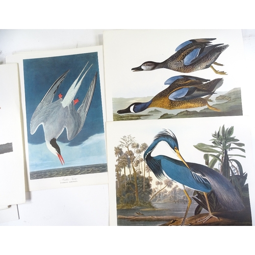 1216 - After John Audubon, full set of 30 prints of American birds, published by Harry Abrams New York 1964... 