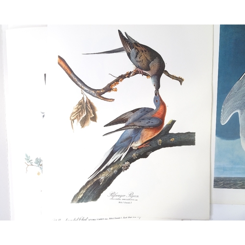 1216 - After John Audubon, full set of 30 prints of American birds, published by Harry Abrams New York 1964... 