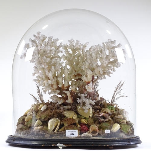 66 - A Victorian coral and seashell diorama, under large glass dome on wood plinth, height 49cm, width 43... 