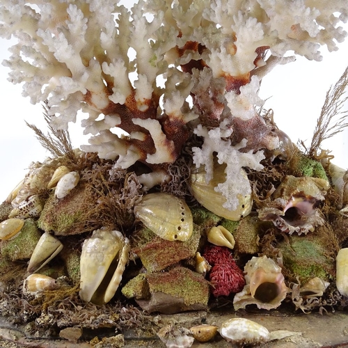 66 - A Victorian coral and seashell diorama, under large glass dome on wood plinth, height 49cm, width 43... 