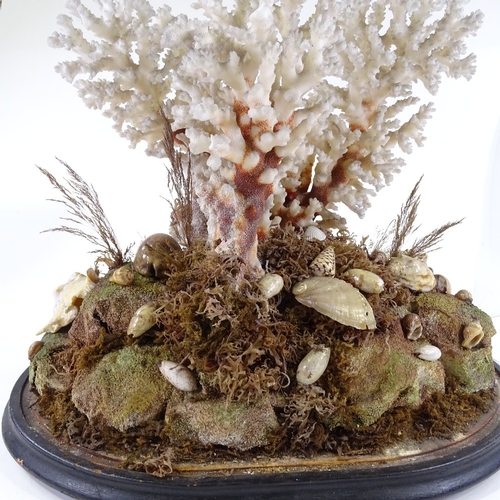 66 - A Victorian coral and seashell diorama, under large glass dome on wood plinth, height 49cm, width 43... 