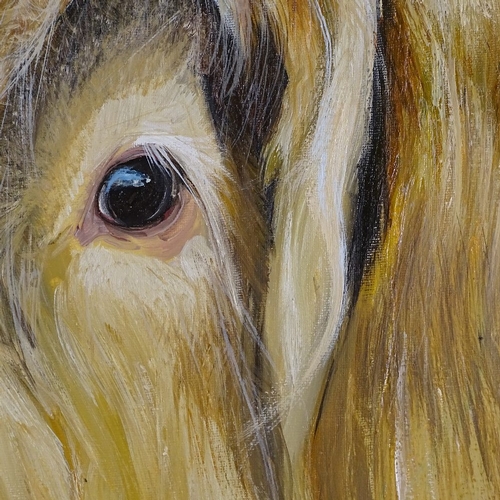 1365 - Clive Fredriksson, oil on canvas, Highland cow, 36