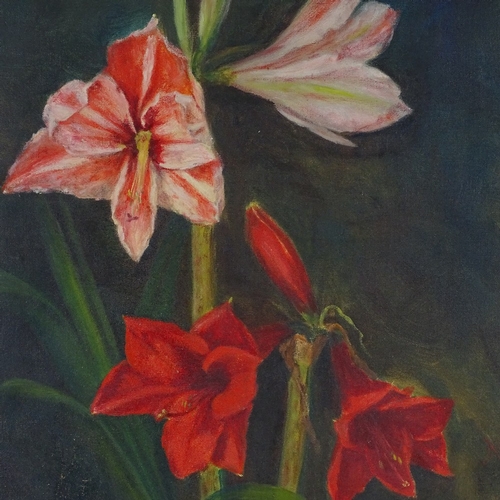 1399 - Francis Evelyn North, oil on canvas, amaryllis, signed with monogram, 24