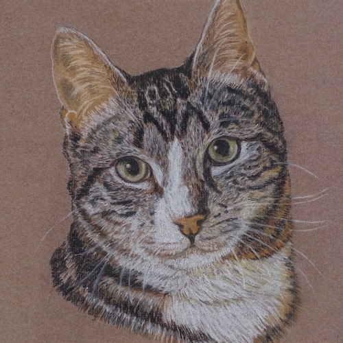 1104 - V Collins, coloured pastels, study of a cat, signed, 11