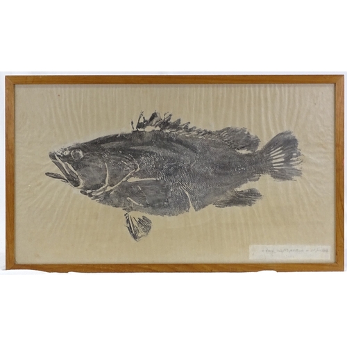 1253 - Mid-20th century Japanese School, pair of monoprints of fish, largest 16