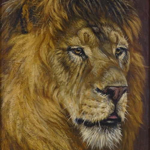 1362 - Frederick Thomas Daws (1878 - 1956), oil on canvas, study of a lion, signed, 30