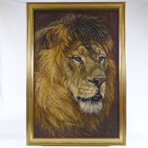 1362 - Frederick Thomas Daws (1878 - 1956), oil on canvas, study of a lion, signed, 30