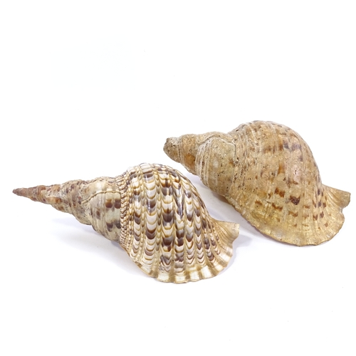 112 - 2 large seashells, largest 33cm