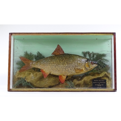 20 - Taxidermy, a roach, 2lb 12oz caught September 1962, in glazed case, length 57cm, height 31cm