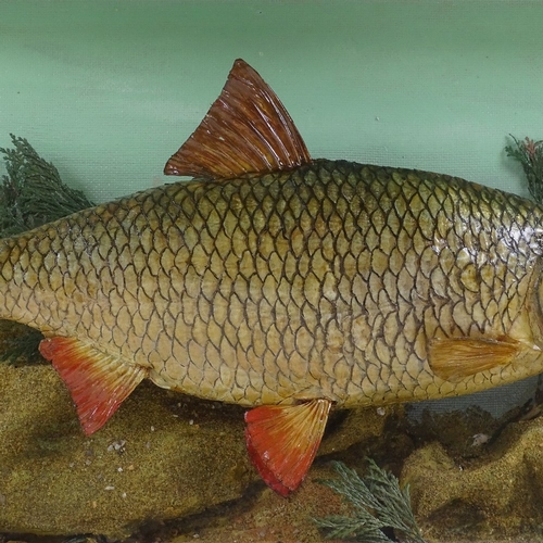 20 - Taxidermy, a roach, 2lb 12oz caught September 1962, in glazed case, length 57cm, height 31cm