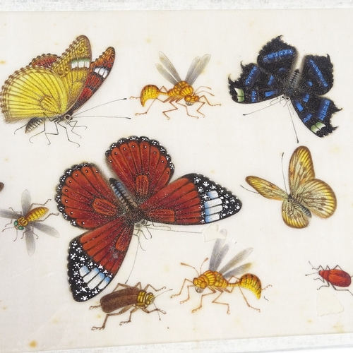45 - A pair of Chinese watercolours on rice paper, circa 1900, studies of butterflies and insects, 18cm x... 