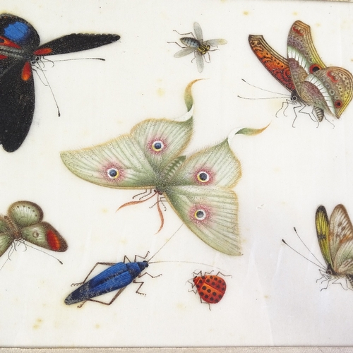 45 - A pair of Chinese watercolours on rice paper, circa 1900, studies of butterflies and insects, 18cm x... 
