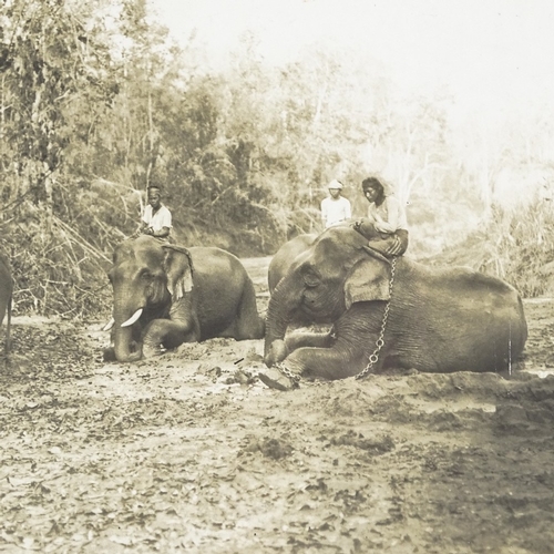 1065 - Ceylon, large 19th century albumen photographic print of elephants, sheet size 12