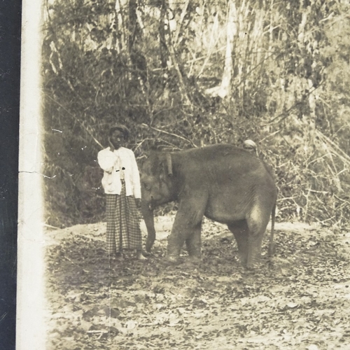 1065 - Ceylon, large 19th century albumen photographic print of elephants, sheet size 12