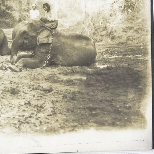 1065 - Ceylon, large 19th century albumen photographic print of elephants, sheet size 12