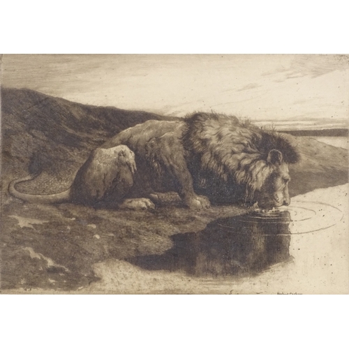 1288 - Herbert Dicksee, etching, a lion drinking, signed in the plate, plate size 7