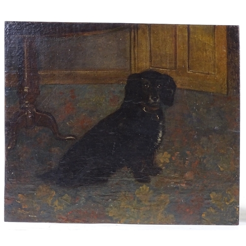 1338 - Oil on wood panel, portrait of a black Spaniel, unsigned, 13