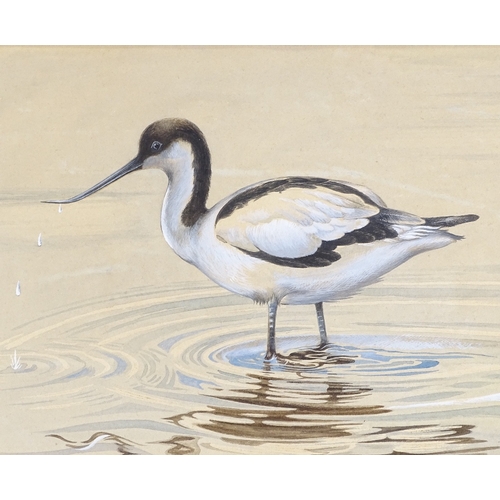 1196 - Tom Griffiths, watercolour, wading Avocet, signed and dated 1982, 10 x 16