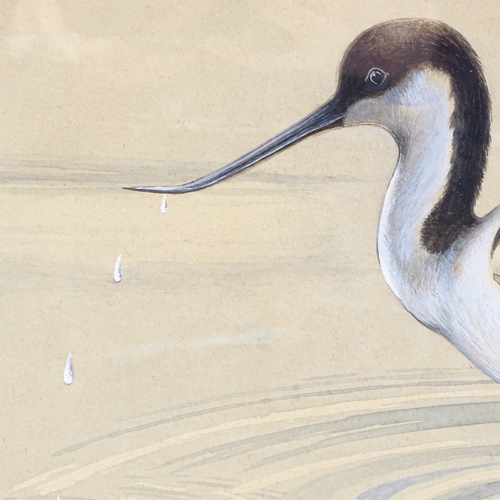 1196 - Tom Griffiths, watercolour, wading Avocet, signed and dated 1982, 10 x 16