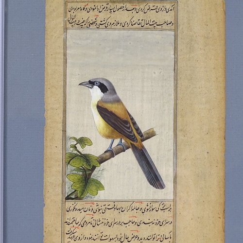 240 - An Indian/Mughal painting on paper, depicting an exotic bird with text inscription, sheet size 24cm ... 