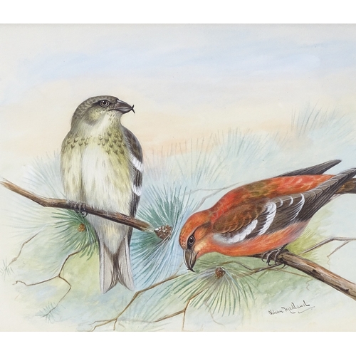 1002 - Lilian Medland (1880 - 1955), gouache, two barred crossbill, signed, 7.5