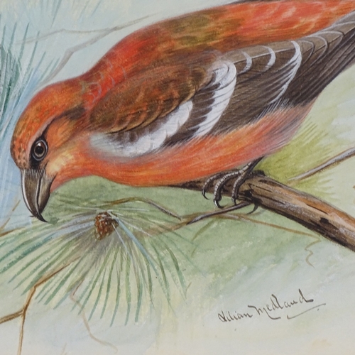 1002 - Lilian Medland (1880 - 1955), gouache, two barred crossbill, signed, 7.5