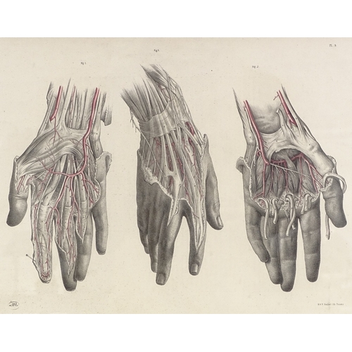 1231 - A 19th century hand coloured anatomical print, 13