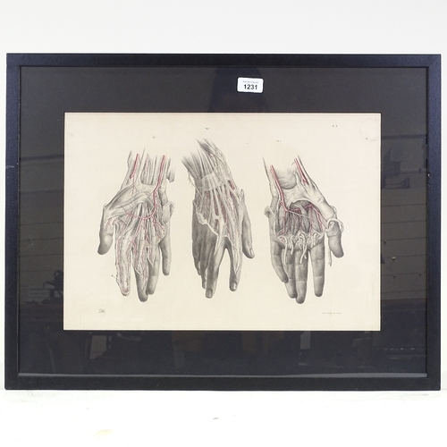 1231 - A 19th century hand coloured anatomical print, 13