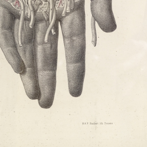 1231 - A 19th century hand coloured anatomical print, 13