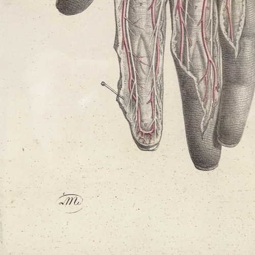 1231 - A 19th century hand coloured anatomical print, 13