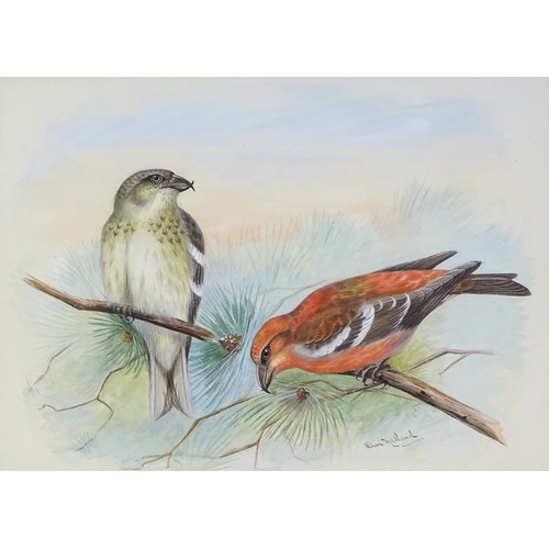 1290 - Lilian Medland (1880 - 1955), pair of gouache paintings, two barred crossbill and jay, signed, 7.5