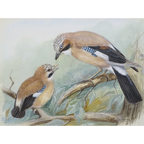 1290 - Lilian Medland (1880 - 1955), pair of gouache paintings, two barred crossbill and jay, signed, 7.5