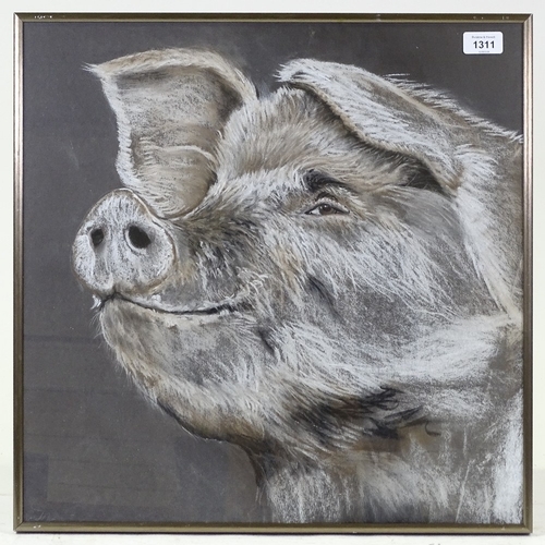 1311 - Clive Fredriksson, charcoal and chalk, study of a pig, 19