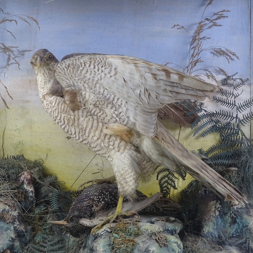 85 - TAXIDERMY - a Sparrowhawk clutching a Starling, on a naturalistic setting, height 49cm, length 51cm