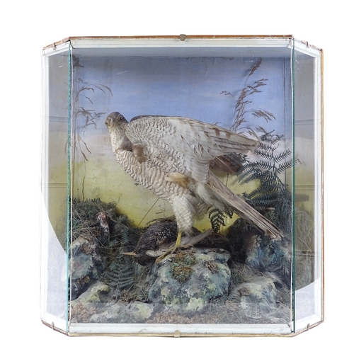 85 - TAXIDERMY - a Sparrowhawk clutching a Starling, on a naturalistic setting, height 49cm, length 51cm