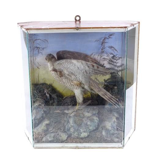 85 - TAXIDERMY - a Sparrowhawk clutching a Starling, on a naturalistic setting, height 49cm, length 51cm