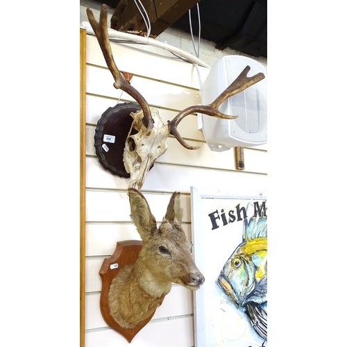 426 - TAXIDERMY - a stag skull and antlers, and a doe head mounted on shield plaque (2)