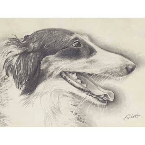 1249 - Andrew Coates, pencil drawing, Borzoi dog, signed, 10.5