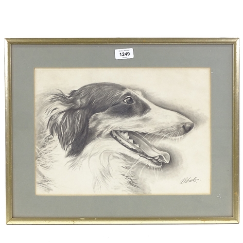 1249 - Andrew Coates, pencil drawing, Borzoi dog, signed, 10.5