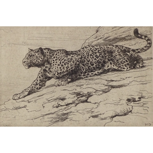 1256 - Herbert Dicksee (1862 - 1942), etching, Leopard on Hillside, plate size 6