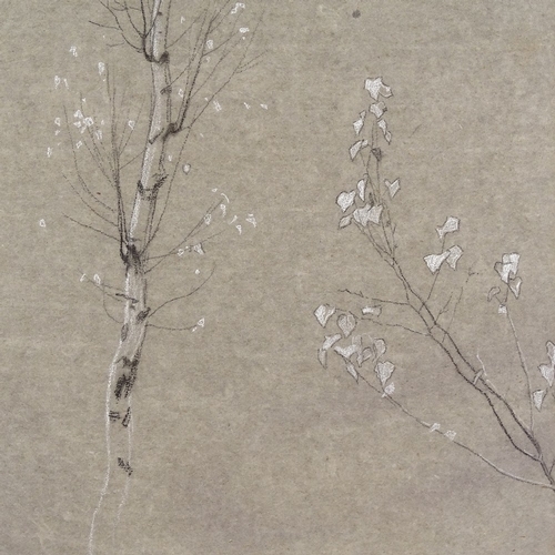 1264 - Adrian Stokes, charcoal/white on brown paper, silver birches, signed, 10.5