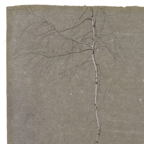 1264 - Adrian Stokes, charcoal/white on brown paper, silver birches, signed, 10.5